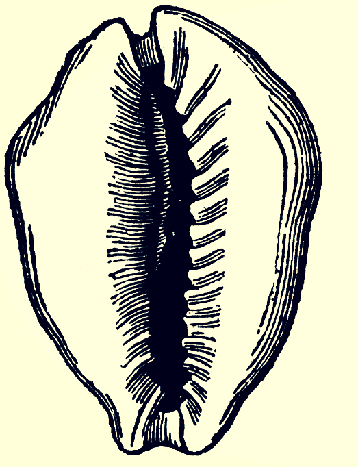 El origen del nombre de Kaurí